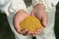 Handful of bee pollen. vitamins and minerals. Royalty Free Stock Photo