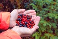 A handful of berries in the palms of a tourist woman on the background of forest Royalty Free Stock Photo