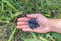 A handful of blackberries in a man`s hand. lying on the grass