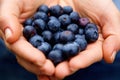 Handful of blueberries Royalty Free Stock Photo