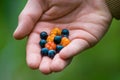 Handful of blueberries and cloudberries