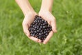 Handful of blueberries on a green background Royalty Free Stock Photo