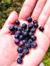 A handful of blueberries in the palm of your hand. berries of ripe blueberries. Royalty Free Stock Photo