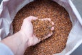 A handful of caramel beer malt in a male hand close-up on a background