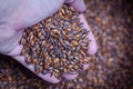 A handful of caramel beer malt in a male hand