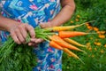 Handful of Carrots