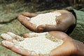 Handful with cereal grains of the grain type teff Royalty Free Stock Photo