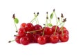 Handful cherry berries