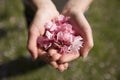 Handful cherry blossom