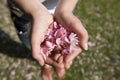 Handful cherry blossom