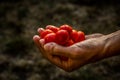 Handful of cherry tomatoes. Freshly picked cherry tomatoes. Harvest