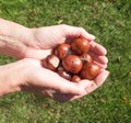 Handful of Conkers Royalty Free Stock Photo