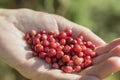 A handful of cranberries Royalty Free Stock Photo
