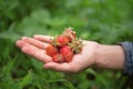 a handful of delicious ripe strawberries Royalty Free Stock Photo