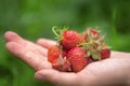a handful of delicious ripe strawberries Royalty Free Stock Photo