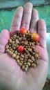 a handful of dried robusta coffee beans awaiting the roasting process at a coffee factory in Cililin on 18 July 2020 Royalty Free Stock Photo