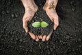 Handful of earth save environment. Sprouting plant on hands full of fertile soil farmer holding plant soil health