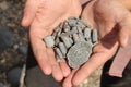 A handful of fossils