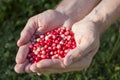 Handful of cranberries Royalty Free Stock Photo