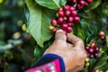Handful of fresh organic coffee beans. Royalty Free Stock Photo
