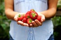 Handful of fresh organic strawberries Royalty Free Stock Photo
