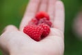 A handful of fresh raspberry on a hand