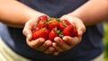 A handful of fresh strawberries handpicked from a strawberry farm Royalty Free Stock Photo