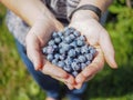 Handful of freshly picked blueberries in the palm of a pair of hands