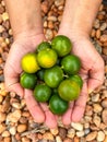 Handful of freshly plucked Chineese oranges