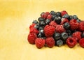 A handful of frosted highbush blueberries and raspberries on old