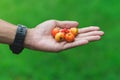 Handful of fruits. Concept of fruitarianism, raw foodism, gift or care Royalty Free Stock Photo