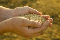 A handful of grains of wheat in the hands