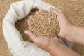 Handful of grains of wheat.