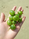 Handful green gooseberry picture in summer near the lake Baikal