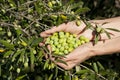 Handful of green olives by tree