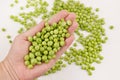 A handful of green peas in the hand of an agronomist.