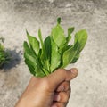 Handful green spinach home grown rooftop gardening
