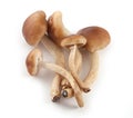 Handful of honey agaric Royalty Free Stock Photo