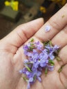 Handful little light purple flowers