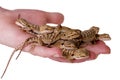A Handful of Lizards Royalty Free Stock Photo