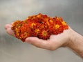 A handful of marigold