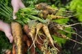 A handful of odd shaped orange and yellow carrots