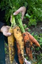 A handful of orange and yellow carrots