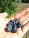 Handful of perfect and ripe European dewberries with green background. Dewberries on palm of man`s hand on sunny summer day