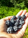 Handful of perfect and ripe European dewberries with green background. Dewberries on palm of woman`s hand on sunny summer day