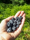 Handful of perfect and ripe European dewberries with green background. Dewberries on palm of woman`s hand on sunny summer day