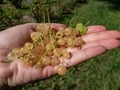 Handful of perfect ripe whitecurrants ribes rubrum in the sunlight. Taste of summer