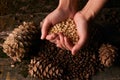 Handful of pine nuts kernels and cedar pine cones Royalty Free Stock Photo