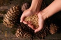 Handful of pine nuts kernels and cedar pine cones Royalty Free Stock Photo