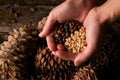 Handful of pine nuts kernels and cedar pine cones Royalty Free Stock Photo